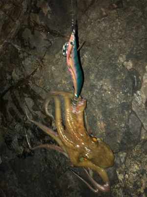 サイズ上がってきました