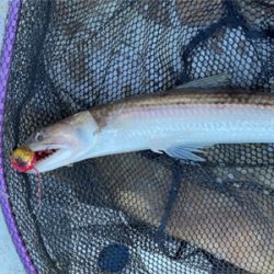 マイボートでタイラバ &ジギング&サビキ