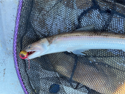 マイボートでタイラバ &ジギング&サビキ