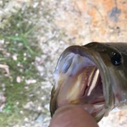 久々のベイトタックル