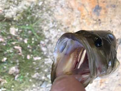 久々のベイトタックル