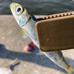 久々のサビキ釣りで爆釣！