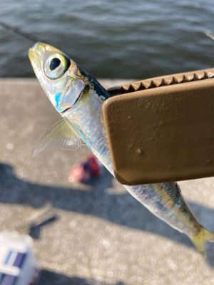 久々のサビキ釣りで爆釣！