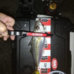 アジング　合わせ復習