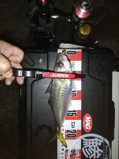 アジング　合わせ復習