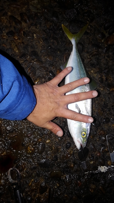 やっと海回復？