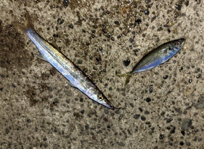 カマスシーズンのはじまり