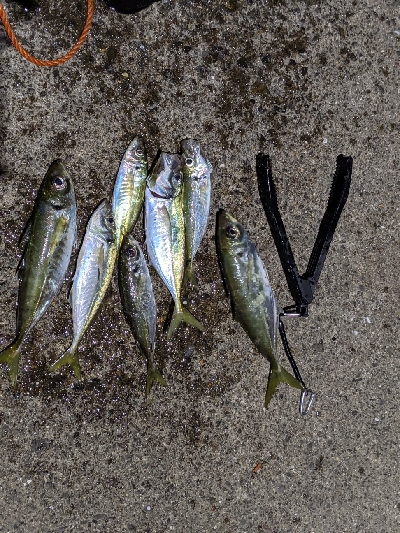 ナイトアジング