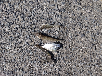 いろんな種類の魚釣りました