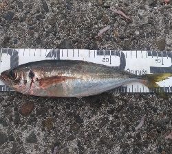 10/4釣果タカノハダイ尺アジ尺イサキチヌヘダイ