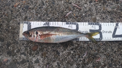 10/4釣果タカノハダイ尺アジ尺イサキチヌヘダイ