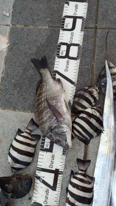 10/11釣果タチウオ入れ食いでした！