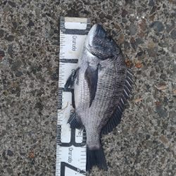 10/18釣果尺イサギ尺アジチヌソウダガツオグレ