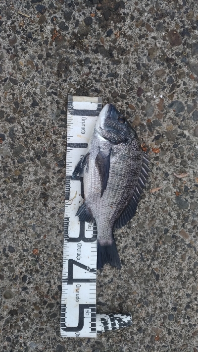 10/18釣果尺イサギ尺アジチヌソウダガツオグレ