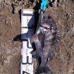 10/25釣果尺アジタチウオチヌグレサバ