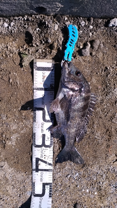 10/25釣果尺アジタチウオチヌグレサバ