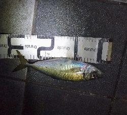 10/28釣果タチウオ尺アジチヌアイゴグレアナゴ