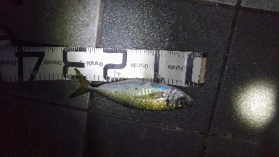 10/28釣果タチウオ尺アジチヌアイゴグレアナゴ