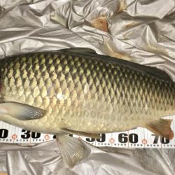 猪名川ゲキスレシーバスと鯉