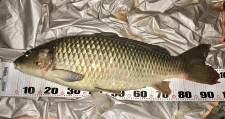 猪名川ゲキスレシーバスと鯉