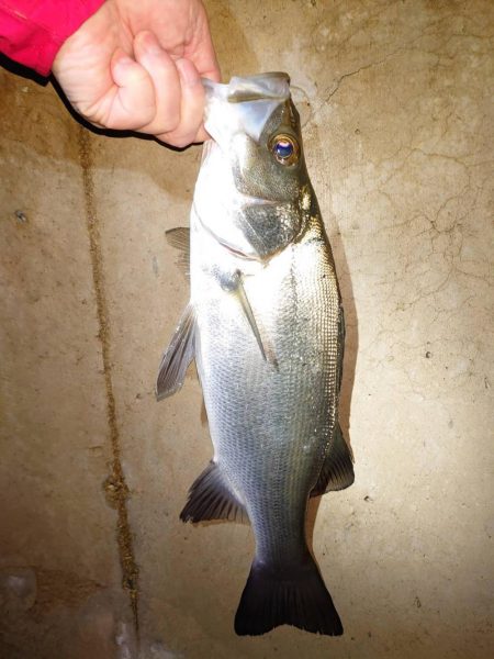 寒い釣行でした