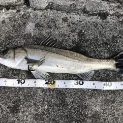 仕事終わりの短時間釣行其の二