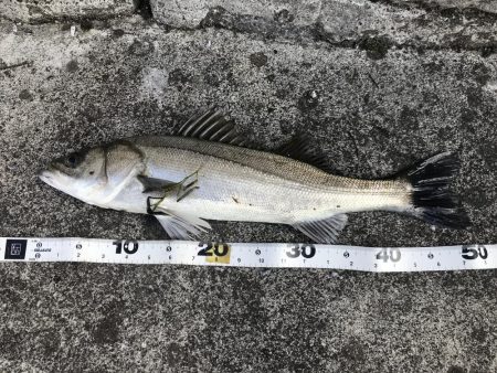 仕事終わりの短時間釣行其の二