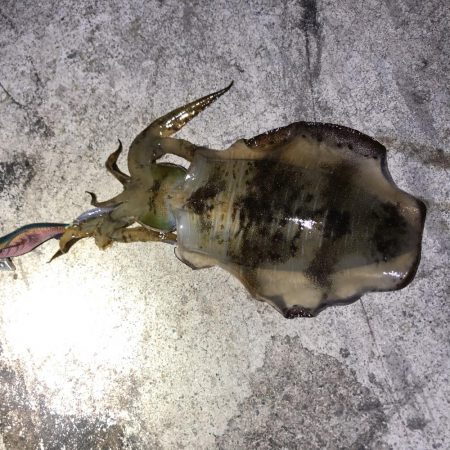 佐渡ヶ島エギング 32回目