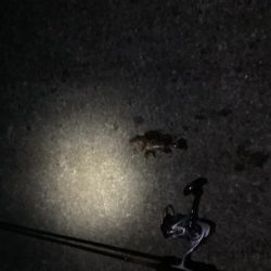 さ、寒い！(釣果も) が、ガシラは裏切らない。