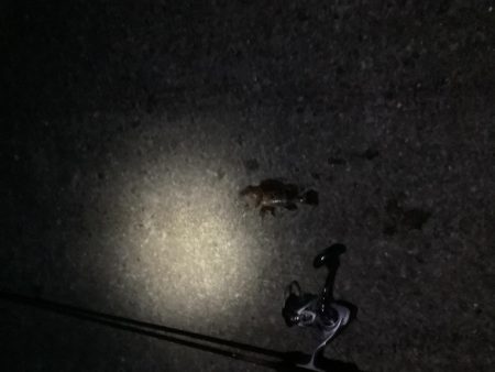 さ、寒い！(釣果も) が、ガシラは裏切らない。