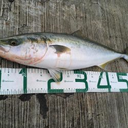 久しぶりのメジロ!