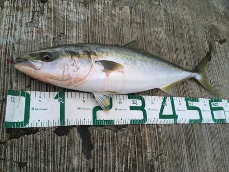 久しぶりのメジロ!