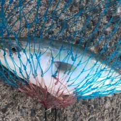 相変わらずの、、