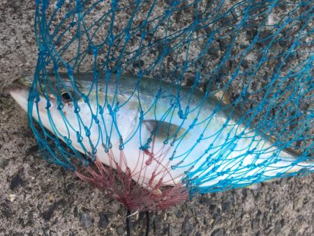 相変わらずの、、