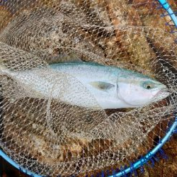 勝浦でグレ釣り