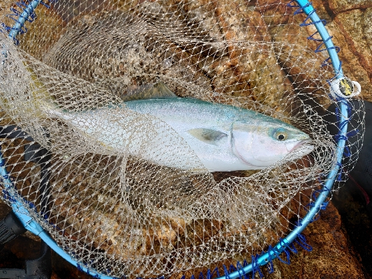 勝浦でグレ釣り