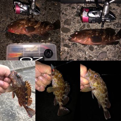 まだまだアコウさんは健在ですね