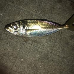 アジ爆釣　タチウオはダメ