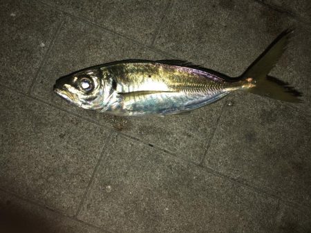 アジ爆釣　タチウオはダメ