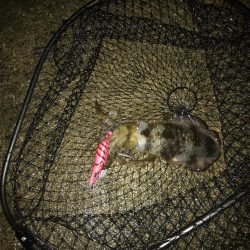 秋イカ三度目釣行