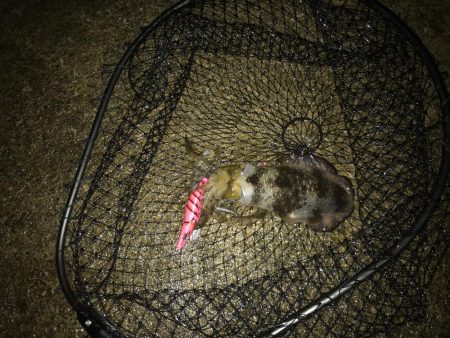 秋イカ三度目釣行