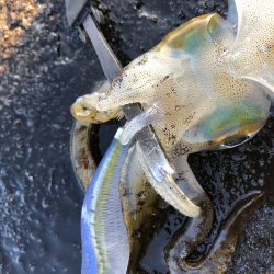 佐渡ヶ島エギング 29回目