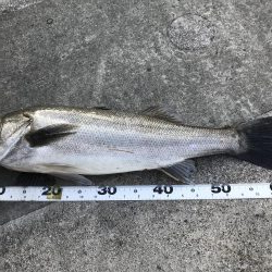 仕事終わりの短時間釣行其の四