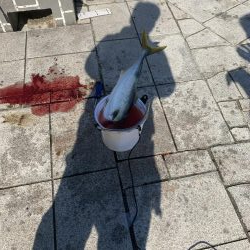 のませでハマチ