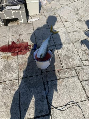 のませでハマチ