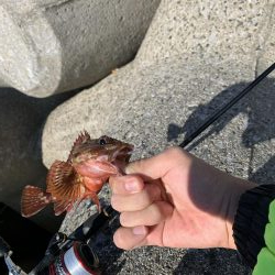 ライトゲーム&ショアジギ！1投目で来た！