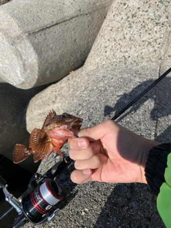 ライトゲーム&ショアジギ！1投目で来た！