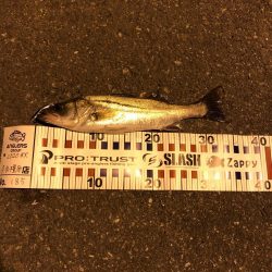 ナイトゲーム秋！