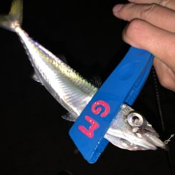 太刀魚調査からのぉ〜