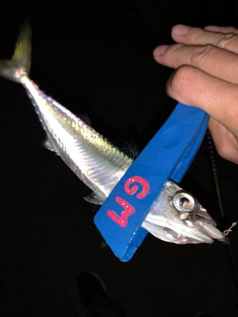 太刀魚調査からのぉ〜